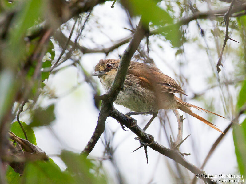 Necklaced Spinetail