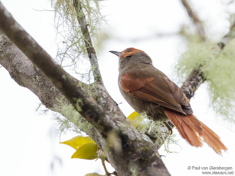 Red-faced Spinetail