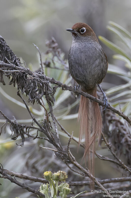 Eye-ringed Thistletailadult