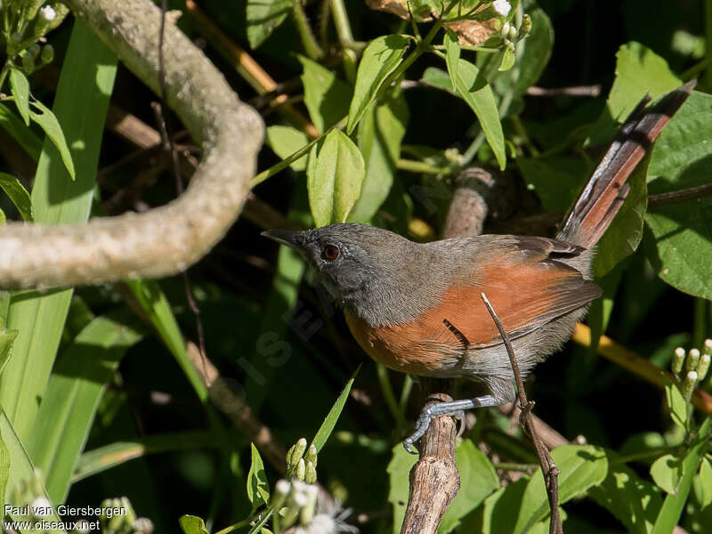 Rufous-breasted Spinetailadult, identification