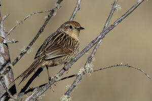 Synallaxe à queue marbrée