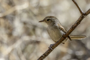 Synallaxe à queue pâle