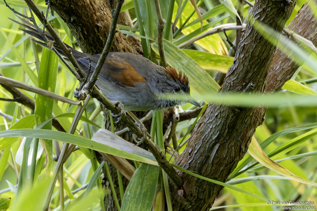 Synallaxe albaneadulte