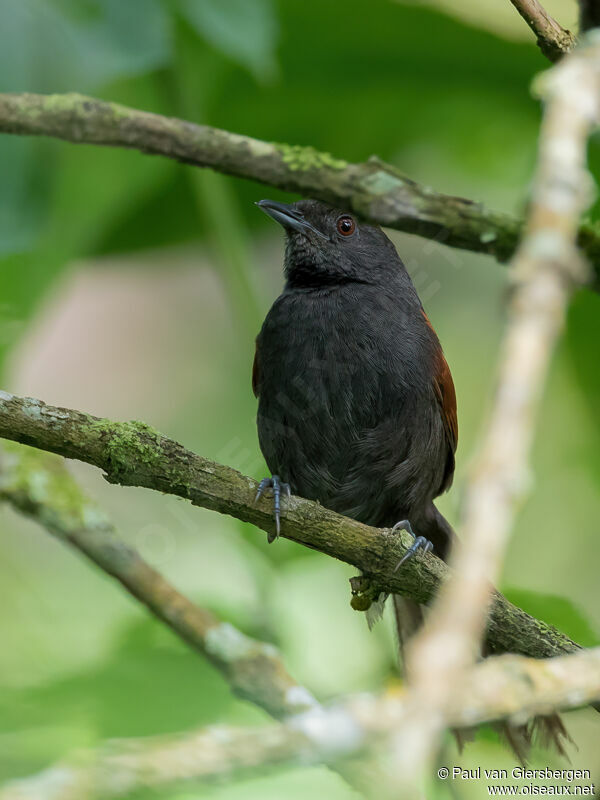 Slaty Spinetailadult