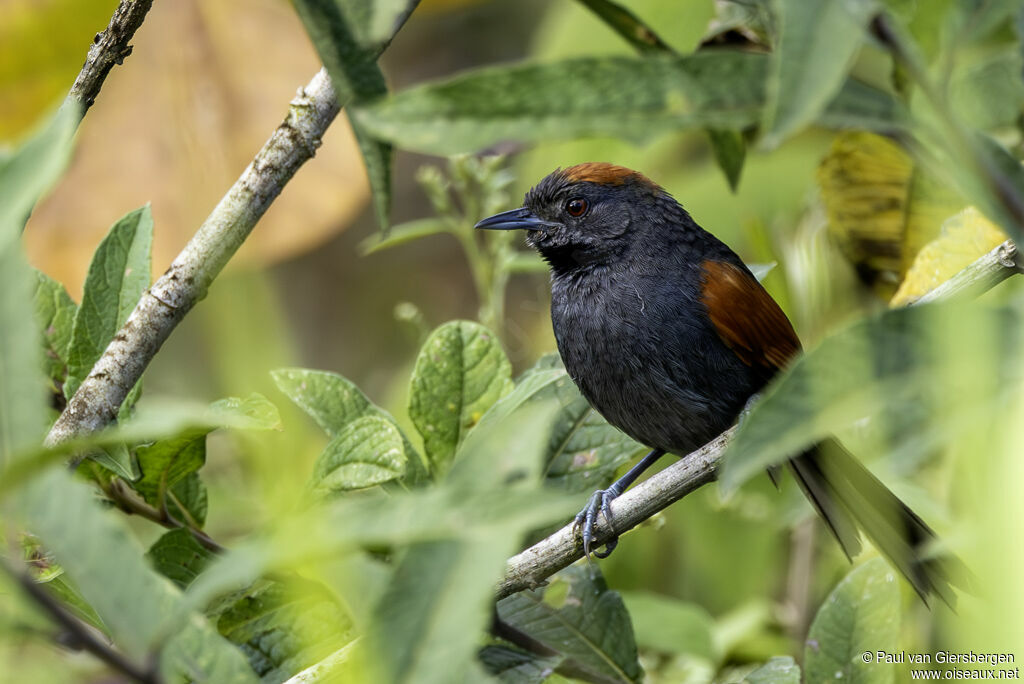 Slaty Spinetail