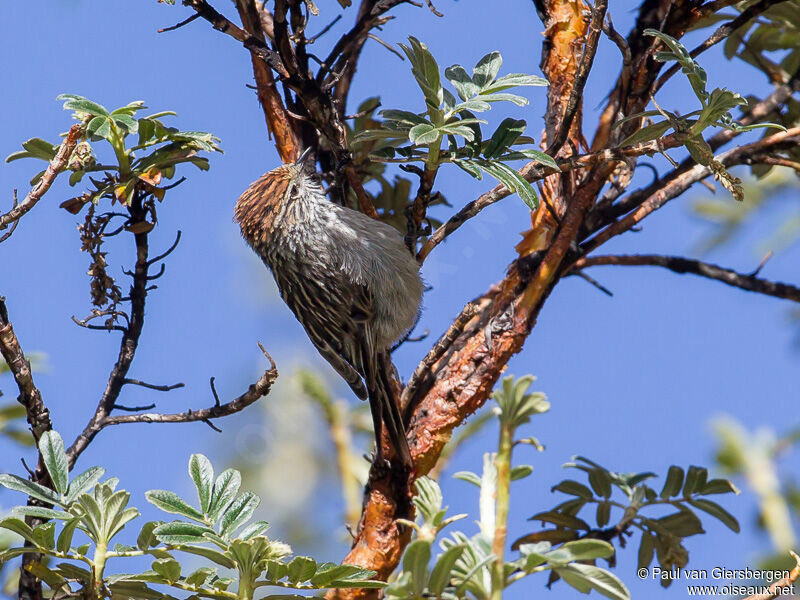 Rusty-crowned Tit-Spinetail