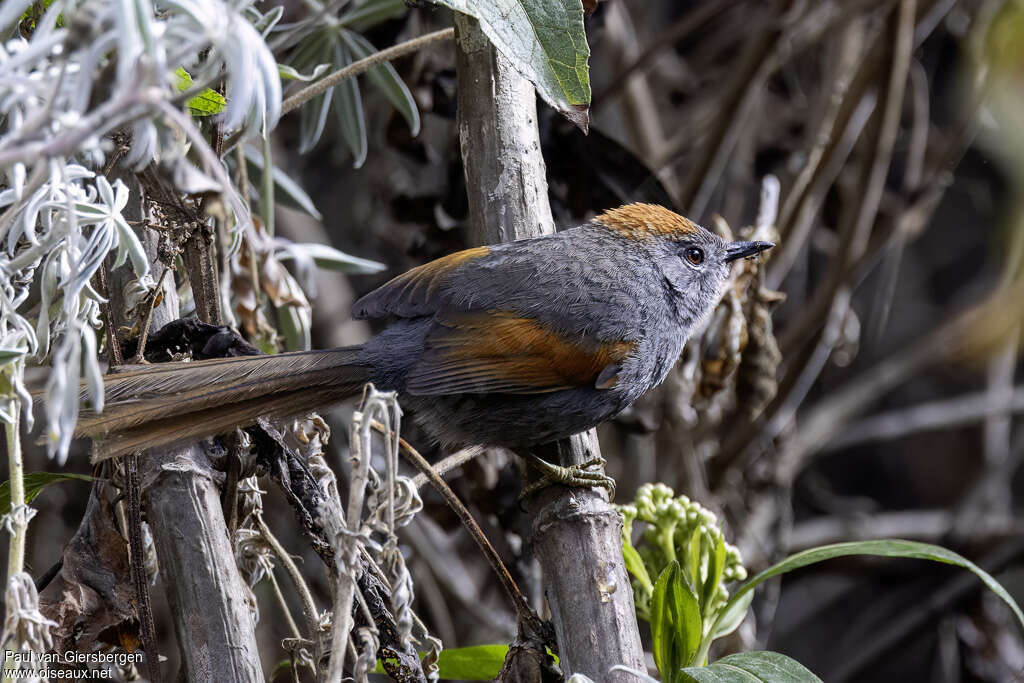 Synallaxe de Coursenadulte