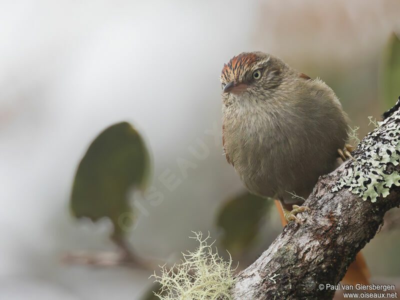 Streak-capped Spinetailadult