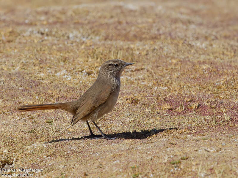 Cordilleran Canastero, identification, pigmentation