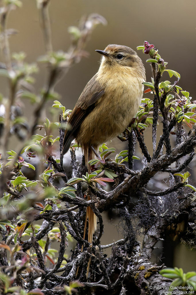 Synallaxe fauveadulte