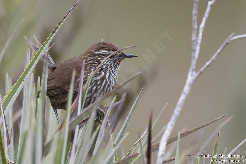 Line-fronted Canasteroadult