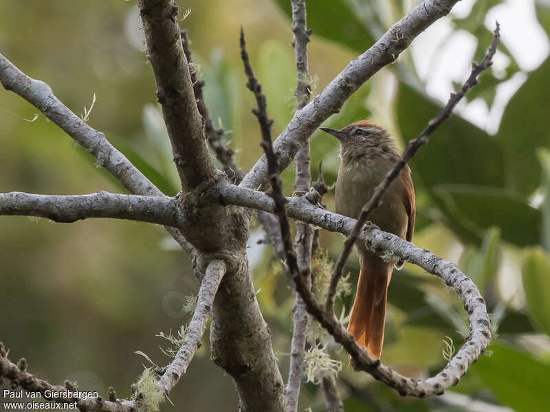 Pallid Spinetailadult