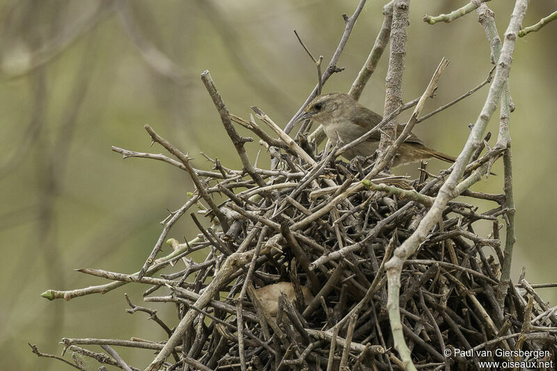 Little Thornbirdadult