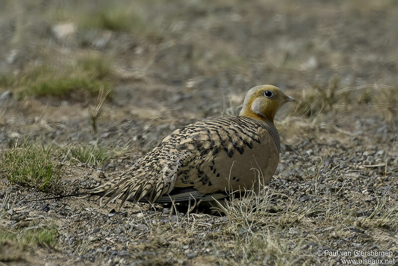 Pallas's Sandgrouse male adult