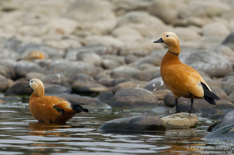 Ruddy Shelduck