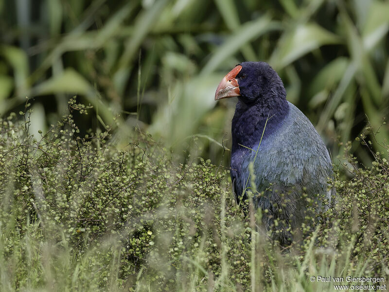 South Island Takaheadult