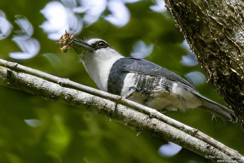 White-necked Puffbird