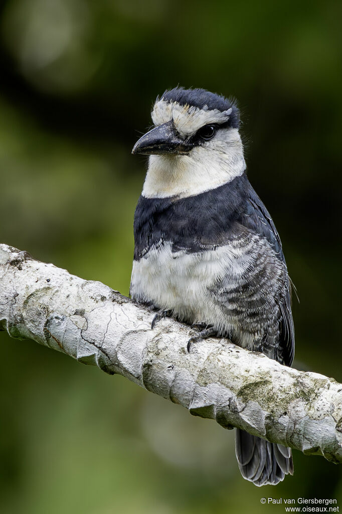 Tamatia à front blanc