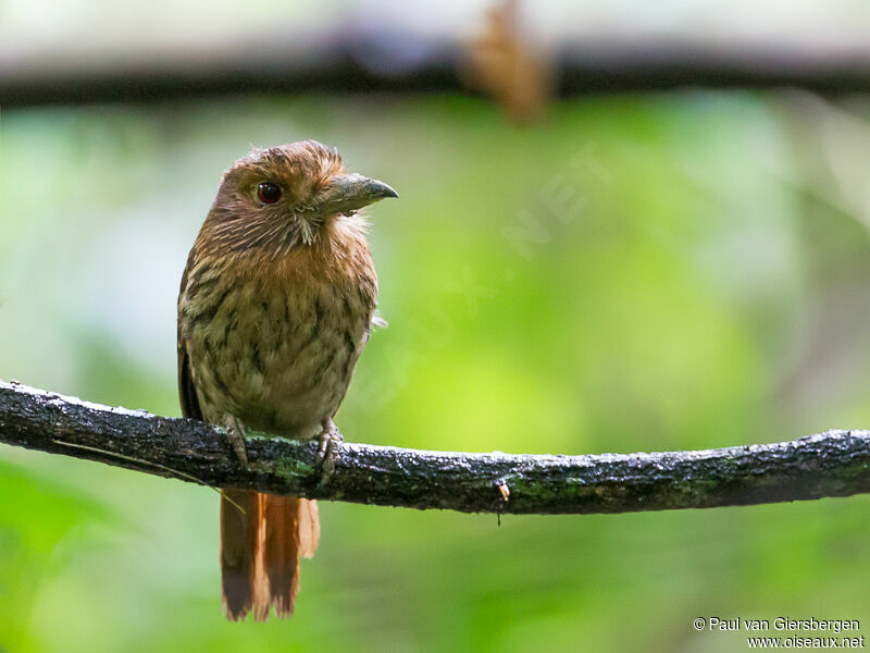 White-whiskered Puffbird