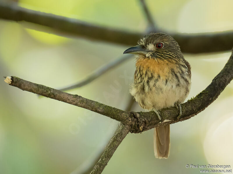 White-whiskered Puffbird female adult, close-up portrait