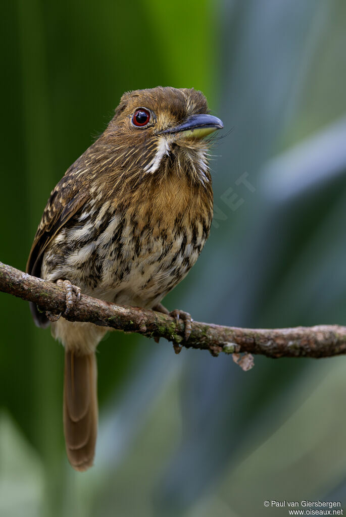 White-whiskered Puffbirdadult