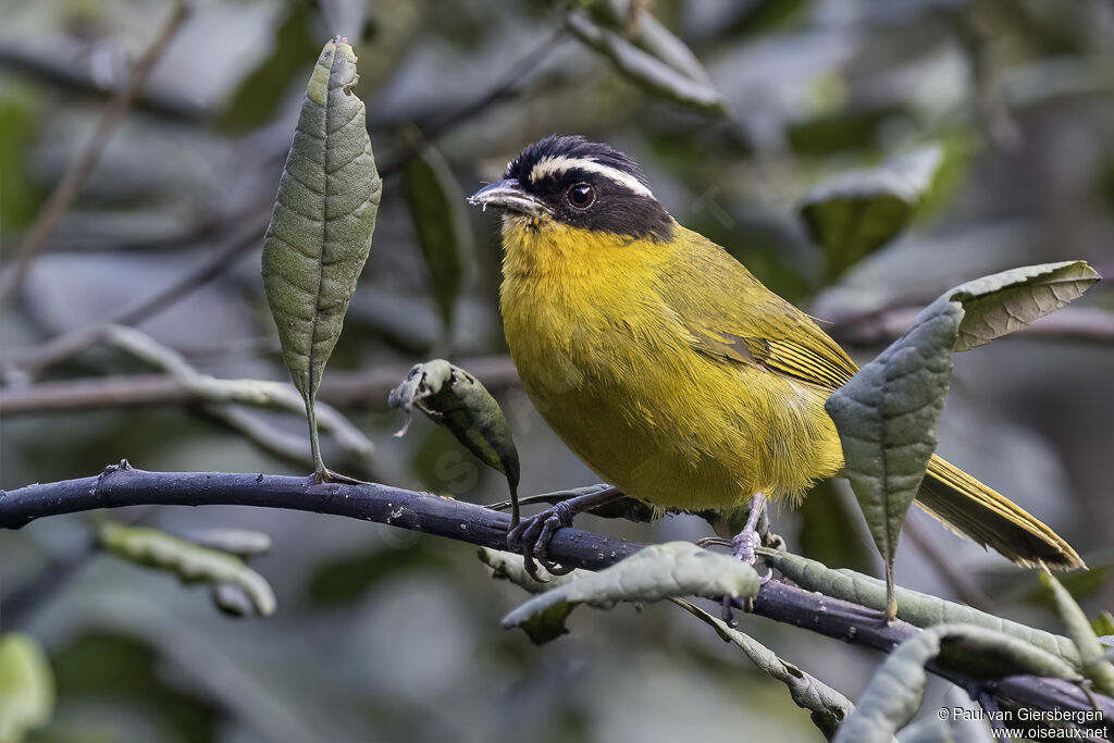 Black-capped Hemispingus