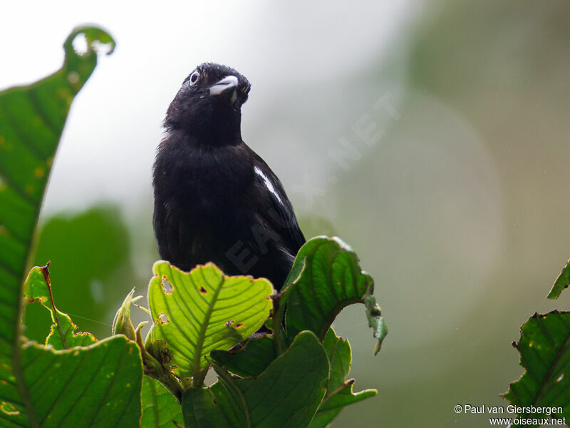 White-shouldered Tanager male adult