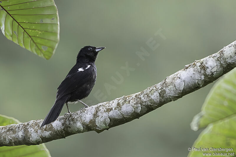 White-shouldered Tanager male adult