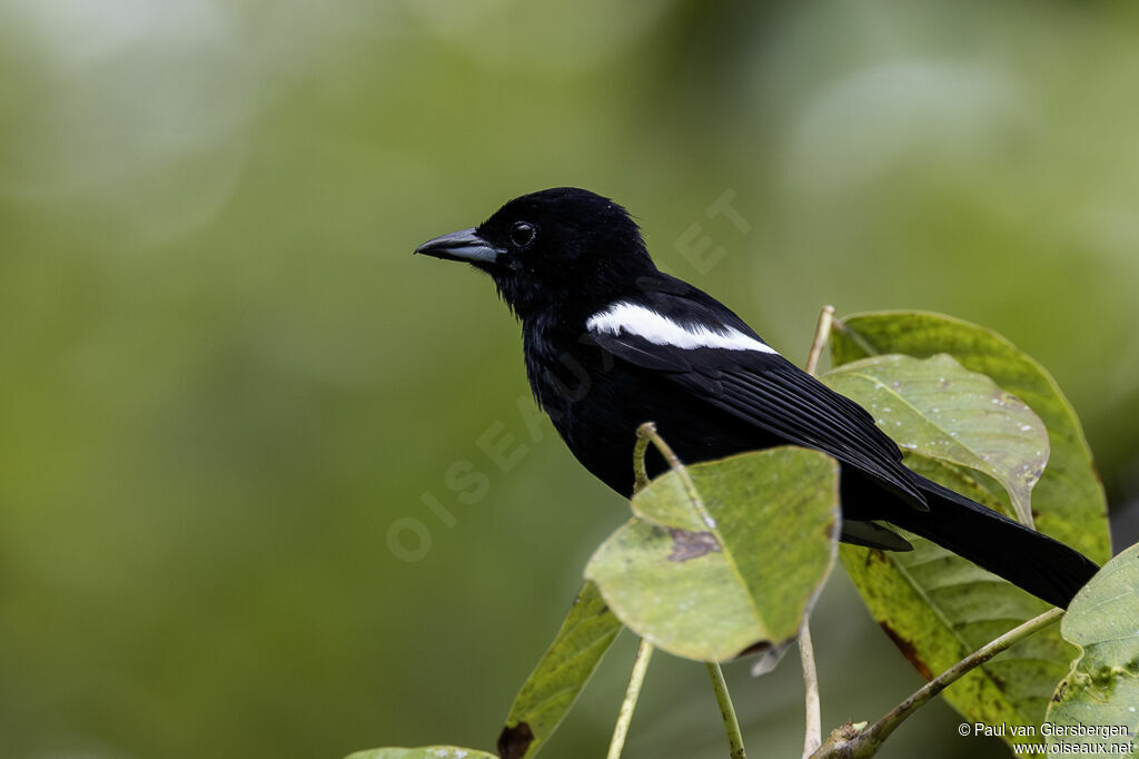 Tangara à épaulettes blanchesadulte