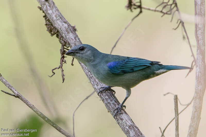 Azure-shouldered Tanageradult, identification