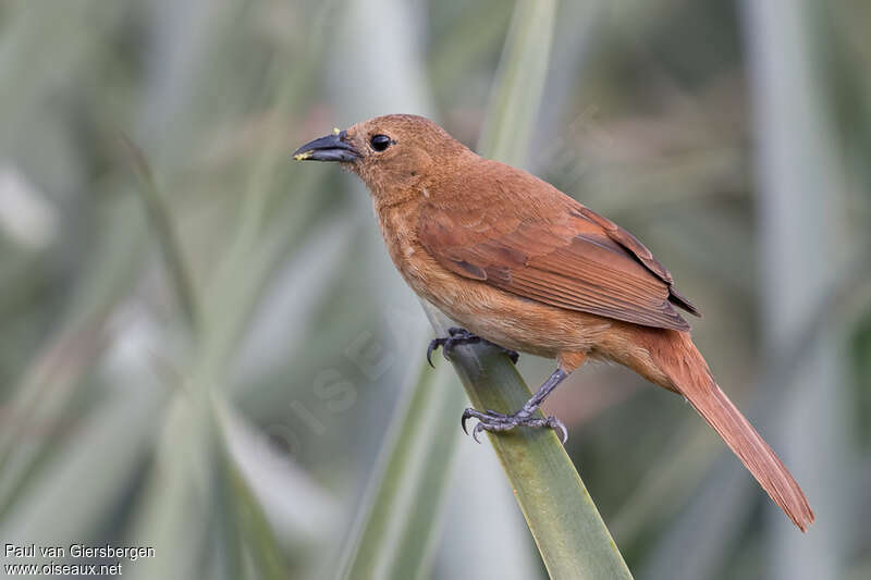 White-lined Tanager female adult, identification