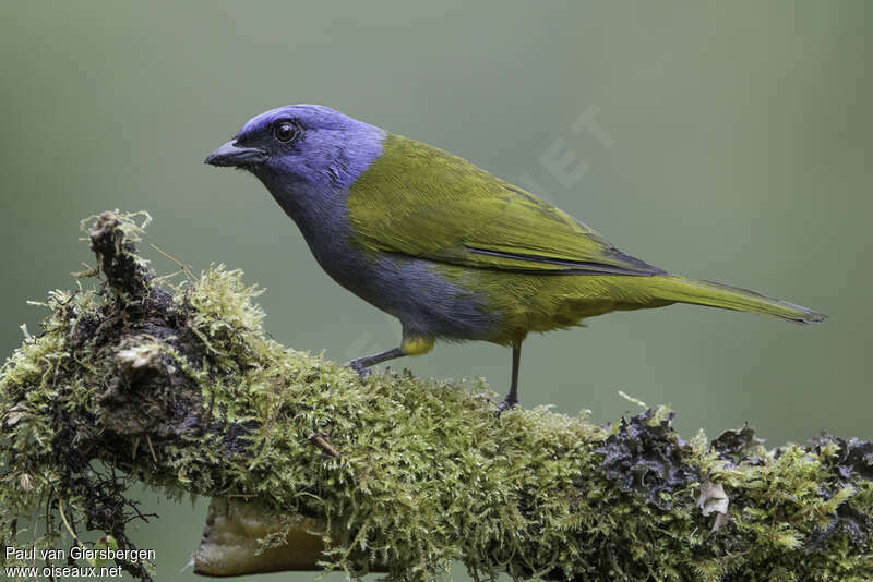 Blue-capped Tanageradult, identification