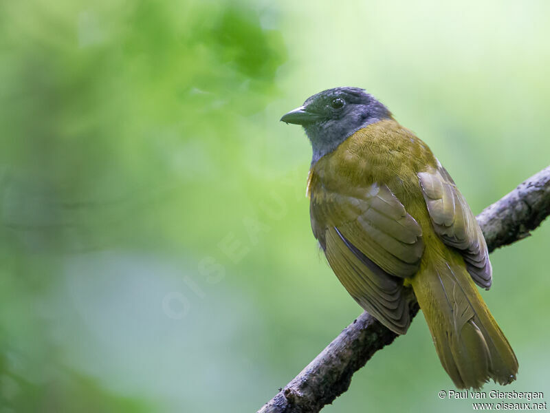 Grey-headed Tanager