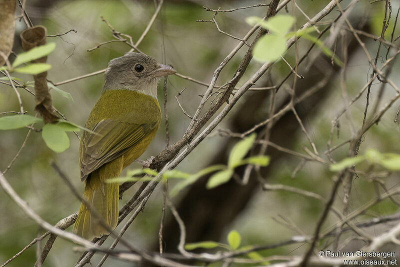 Grey-headed Tanageradult