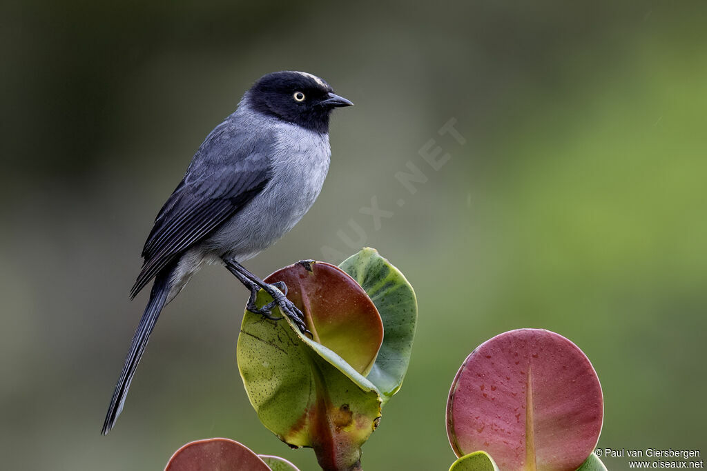 Black-headed Hemispingusadult