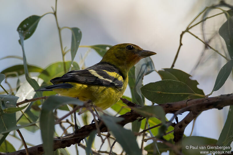 Western Tanager