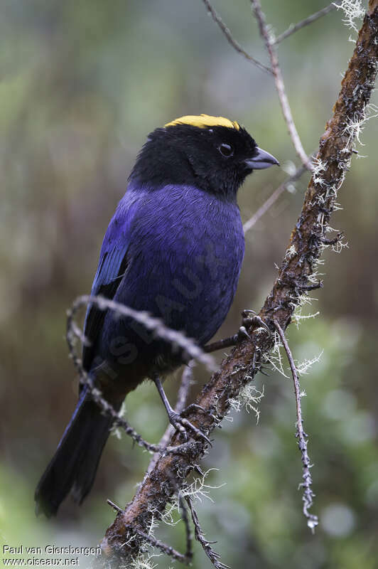 Tangara auréoléadulte, identification