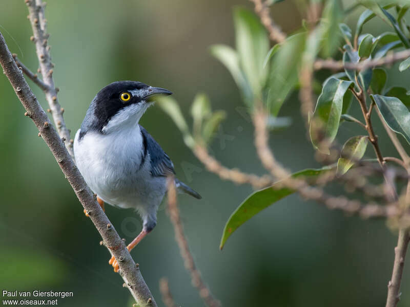 Tangara coiffe-noire mâle, identification