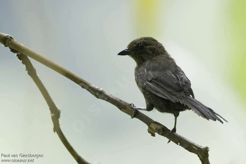 Tawny-crested Tanager female adult, identification