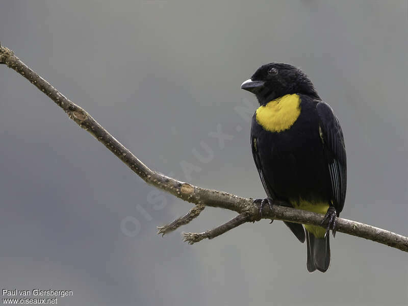 Golden-chested Tanageradult, identification