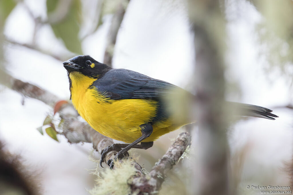 Santa Marta Mountain Tanager