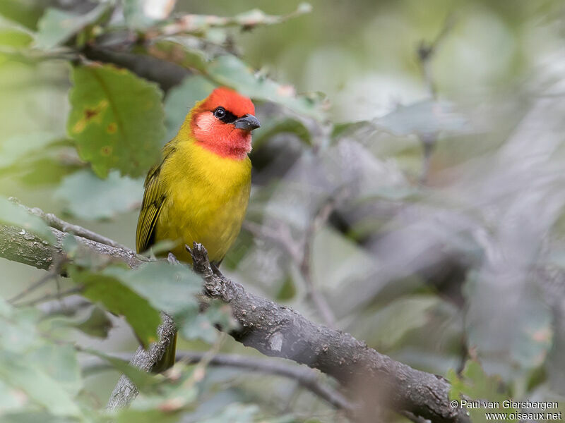 Red-headed Tanager