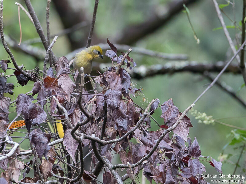 Red-headed Tanager