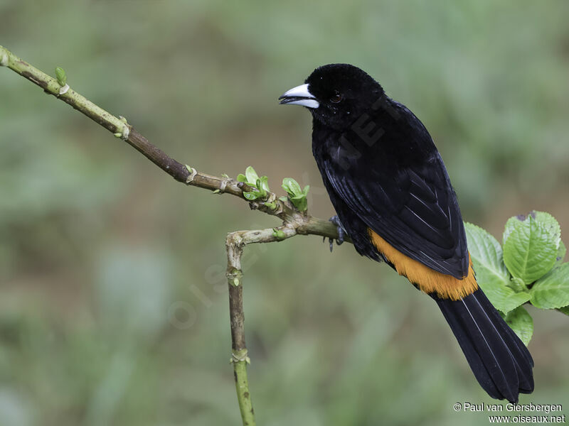 Flame-rumped Tanager male adult