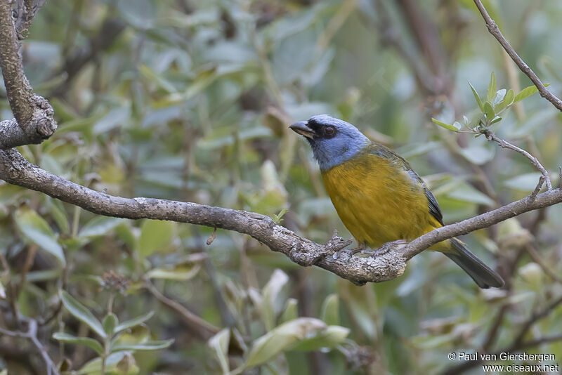 Blue-and-yellow Tanageradult