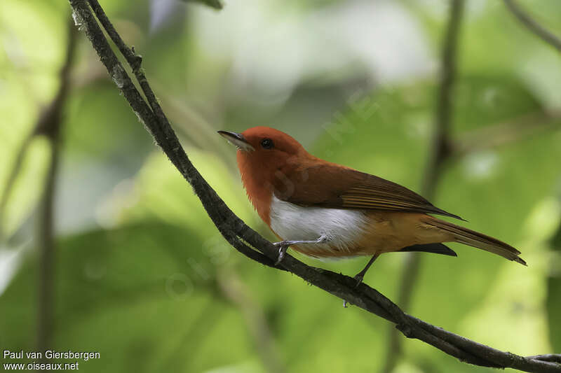 Scarlet-and-white Tanager male adult, identification