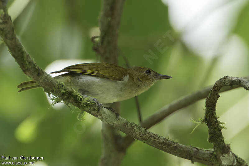 Tangara rouge femelle adulte, identification