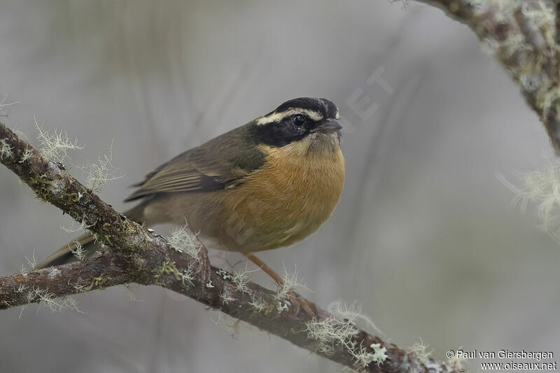 Three-striped Hemispingusadult