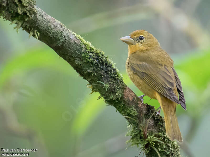 Tangara vermillon femelle adulte, identification