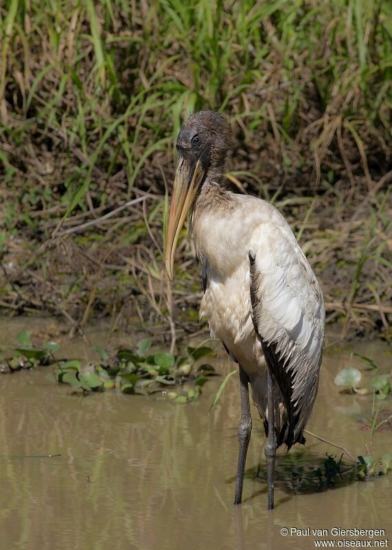 Wood Stork